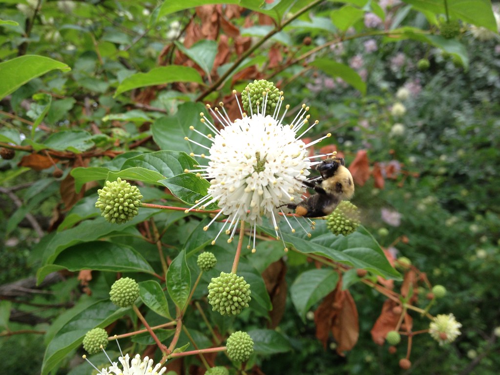 Native Plants for New York City Rain Gardens Brooklyn Botanic Garden