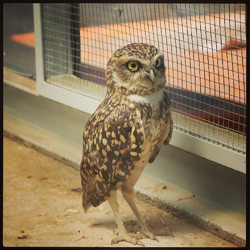 Owl from the Chihuahua desert in Mexico Rennings Flickr