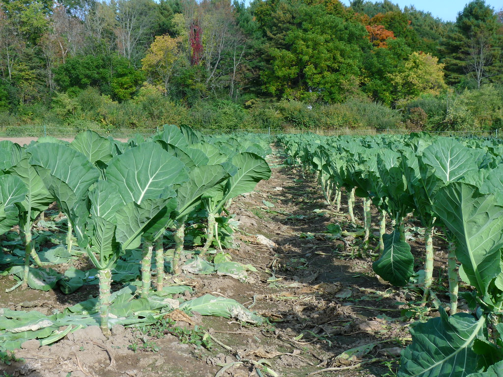 20131005_3225 Collard greens Drumlin Farm, Lincoln, MA. Flickr
