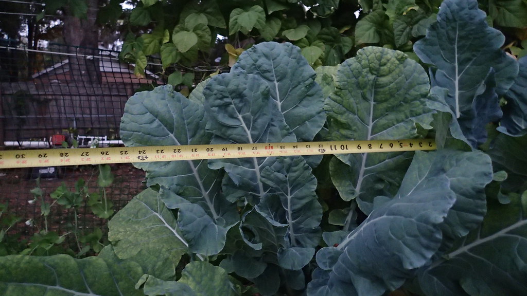 Hydroponic Italian broccoli & Square foot hydroponic garde… Flickr