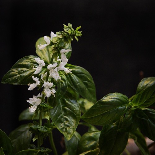 my basil is blooming laltannar Flickr