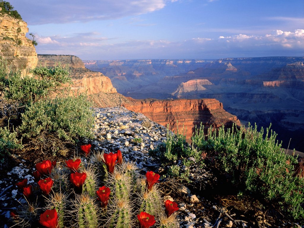 grandcanyonnationalparkarizonafioridicactus Flickr