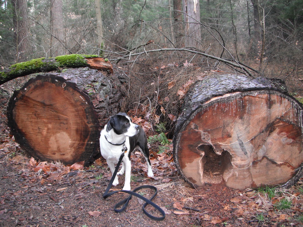 4262014_13_Hearts_Content_Scenic_Area (In Explore May 4,… Flickr