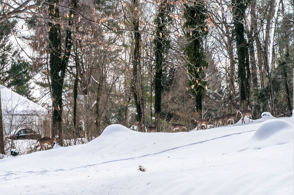 William Penn Real Estate Associates William Penn Real Esta… Flickr