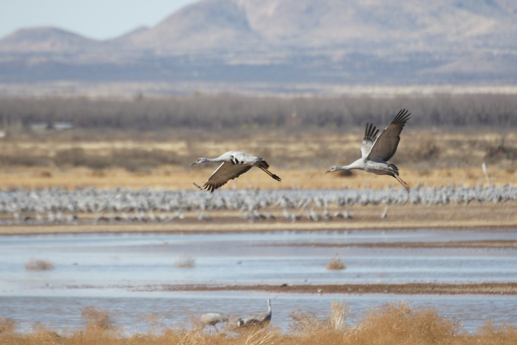 Sandhill Crane Willcox Playa Wildlife Area,AZ Ton Smilde Flickr
