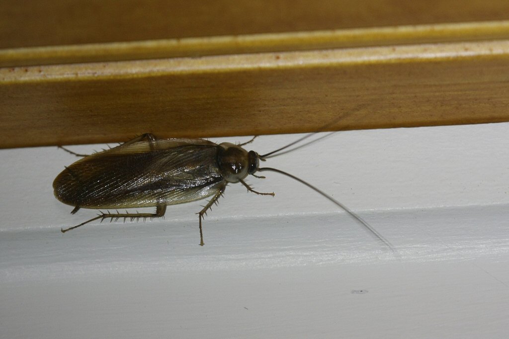 Pennsylvania Wood Cockroach Parcoblatta pennsylvanica … Flickr