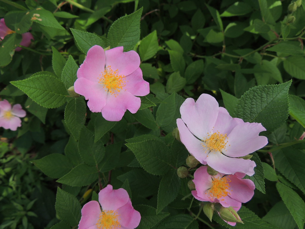 Prairie Rose Native; perhaps cultivated here (not sure). Anita
