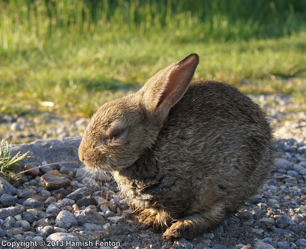 Myxomatosis A young rabbit sitting in the early morning