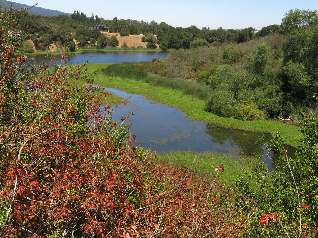 Searsville Lake big inlet Searsville Lake big inlet, seen … Flickr