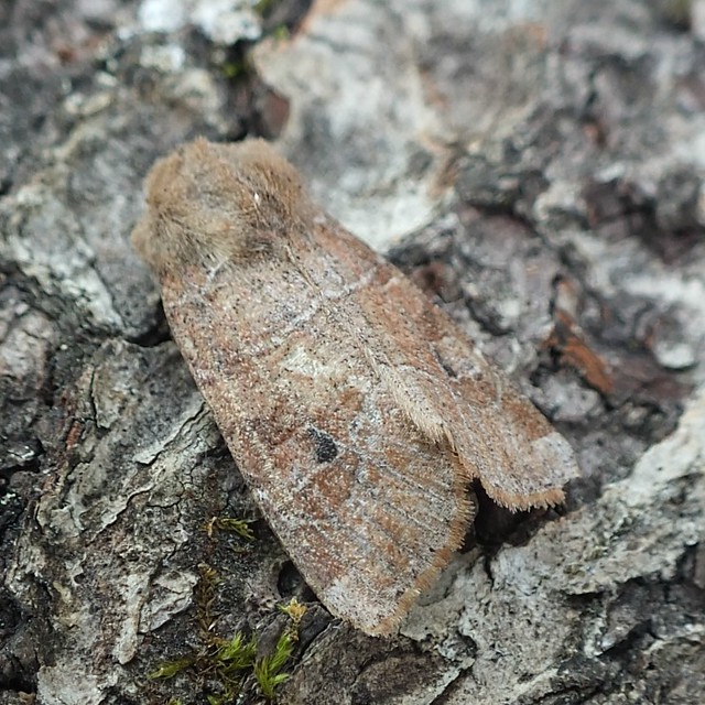 10501 Norman's quaker Crocigrapha normani phil_walker Flickr