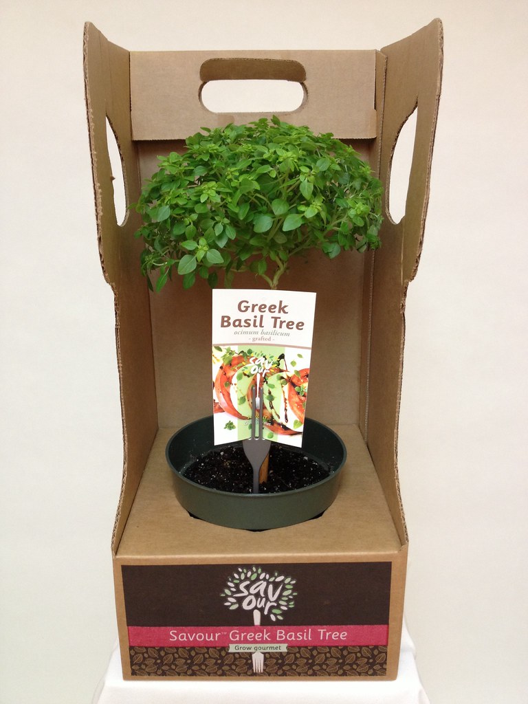 6.5 Greek Basil Tree (Grafted) White's Nursery & Greenhous… Flickr