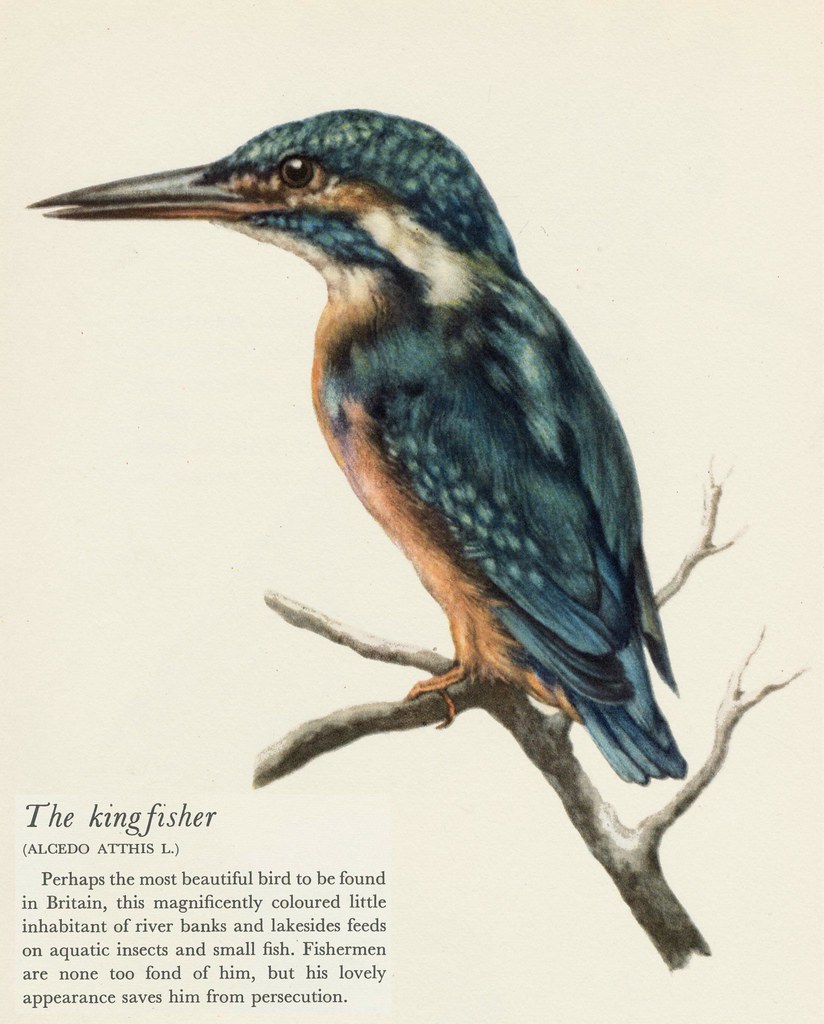 E Demartini .birds of field and forest kingfisher Flickr