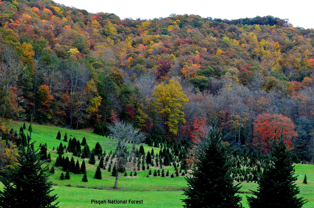 pisgah nat forest Barry McAlister Flickr