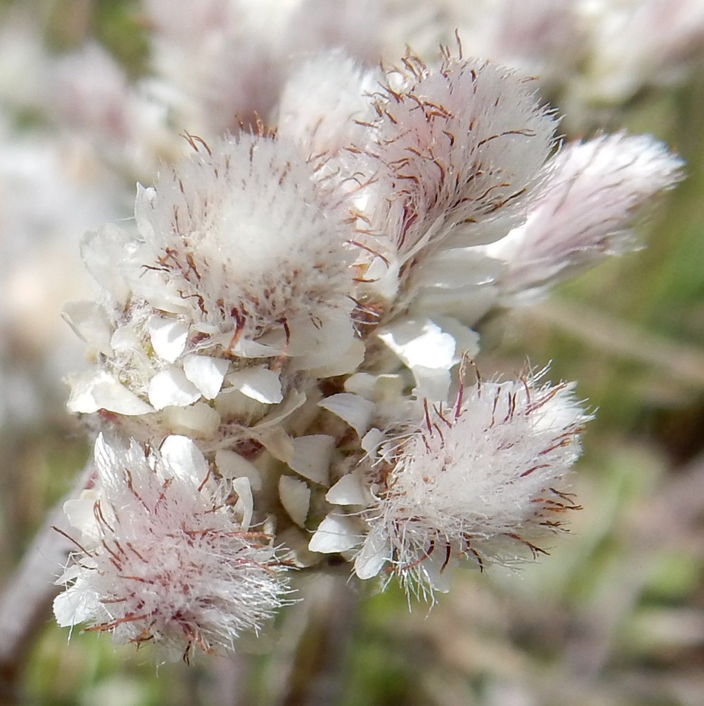 Pussytoes (Antennaria sp) Pistillate flower John Scholze Flickr
