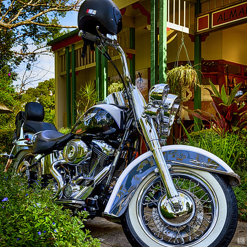 Harley in the garden Montville, Sunshine Coast, Qld. Bruce A Flickr