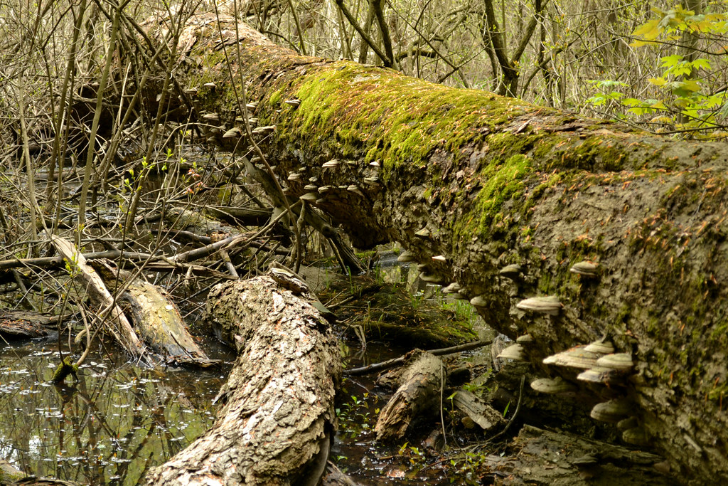 Fallen The Galien River bottomlands of Warren Woods State … Flickr