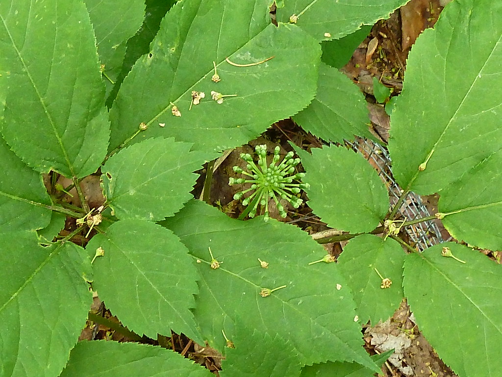 Ginseng flower forming Photos taken by Catherine Bukowski … Flickr