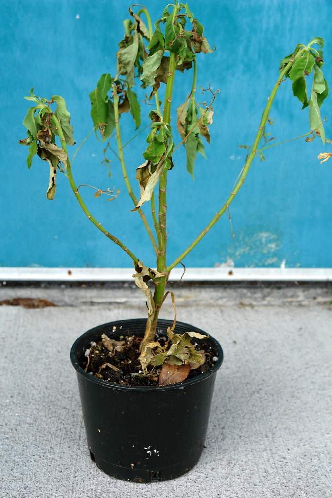 Root rot wilt Photo 1 Scot Nelson Flickr