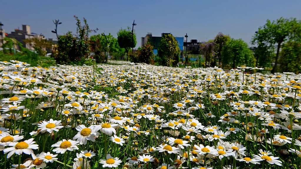 Flowers Garden , Mashhad daniyal62 Flickr