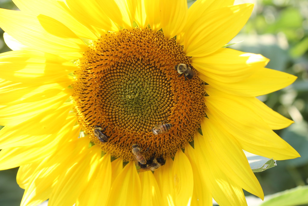 Sunflowers Sunflower field in Yellow Springs, Ohio Sue Reynolds