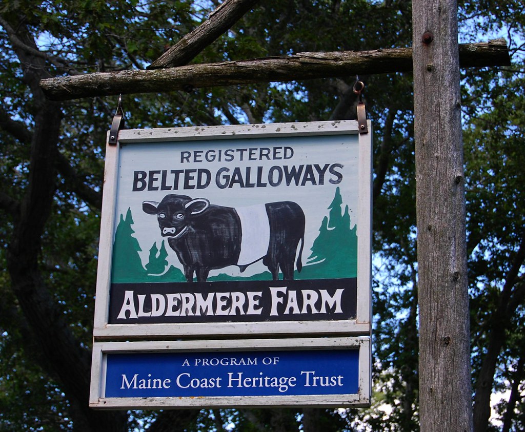 Belted Galloways at Aldermere Farm, Rockport, Maine Flickr