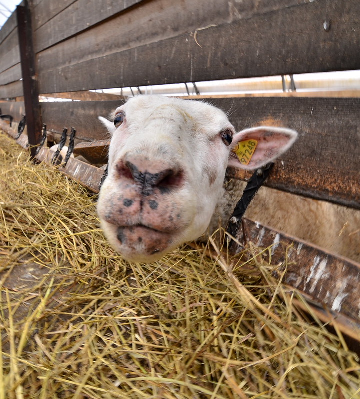 Les Bergeries du Margot Flickr