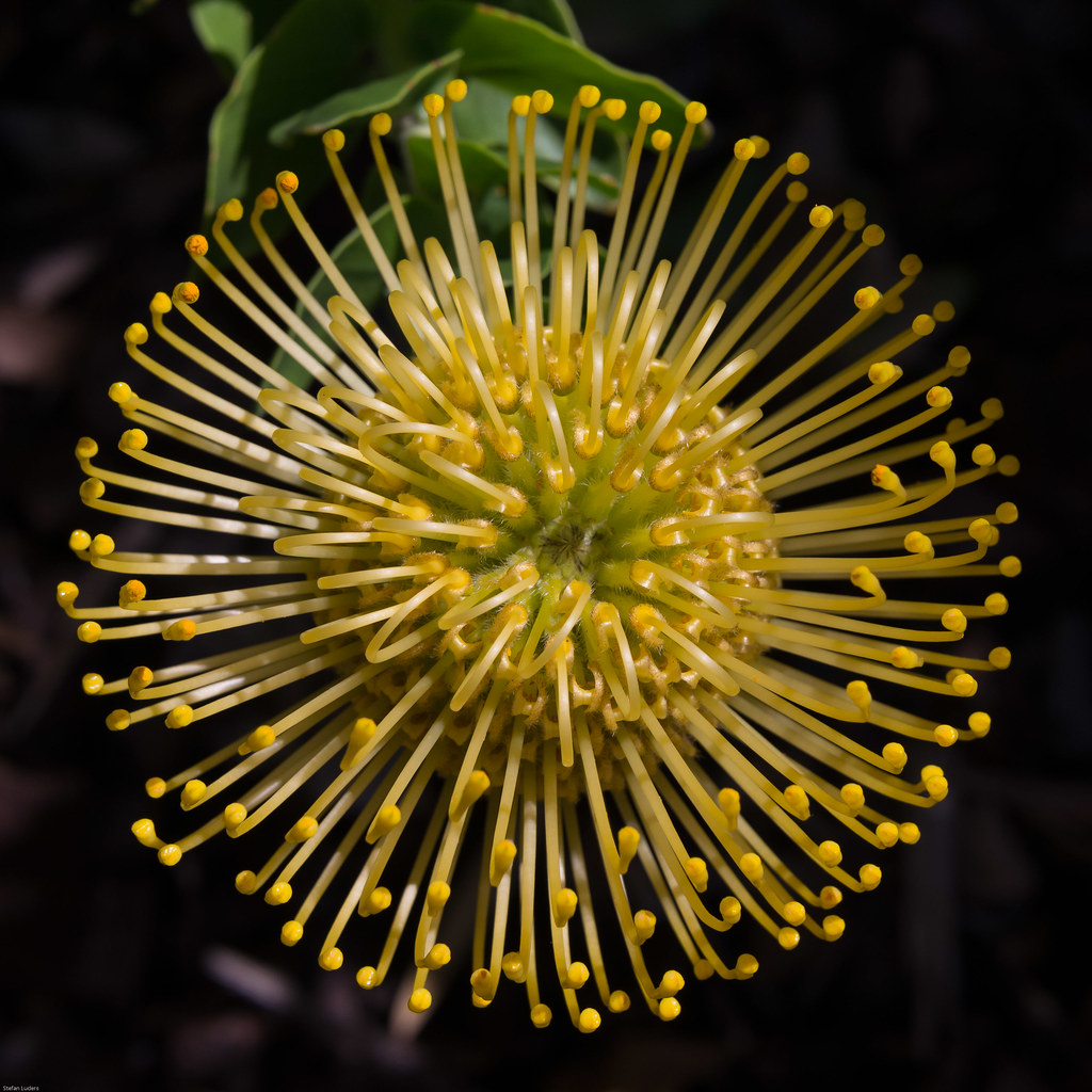 Golden Protea near Busselton, WA. LDR Golden Protea near B… Flickr