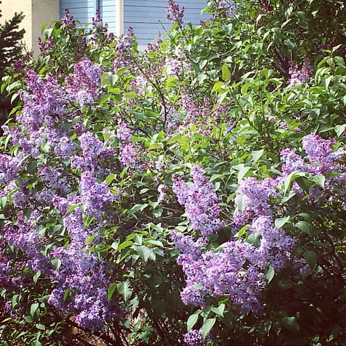 Lilacs smell like happiness. That is all. scenesfromarun… Flickr