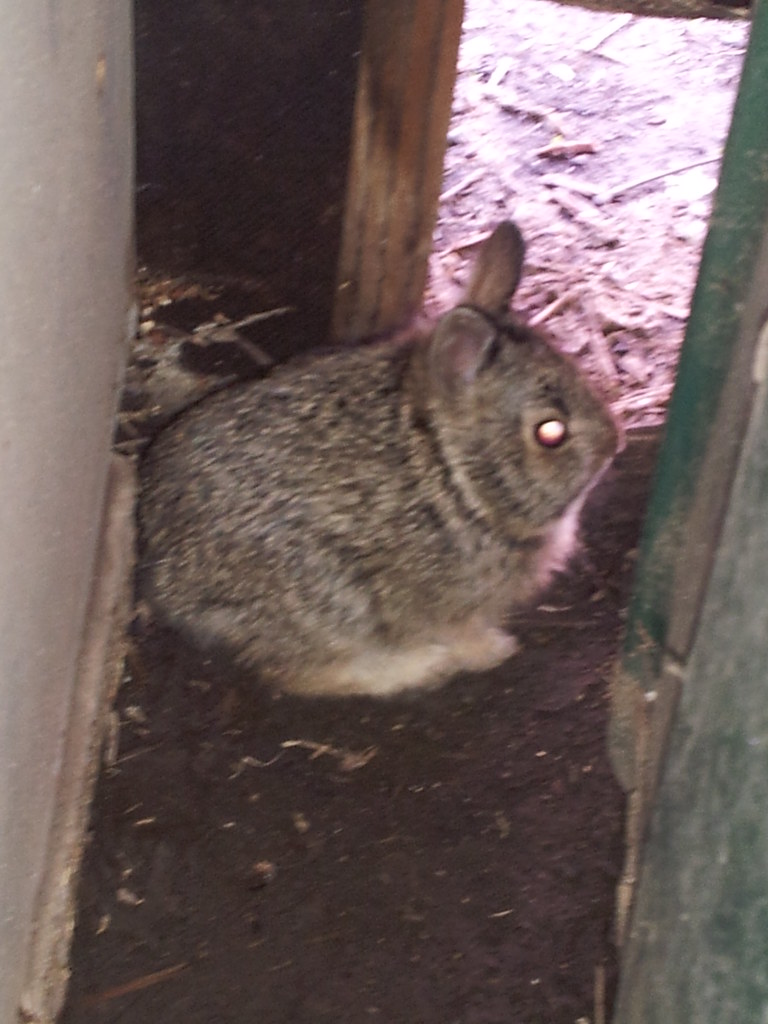 Baby bunny in the garage Eric Hadley Flickr