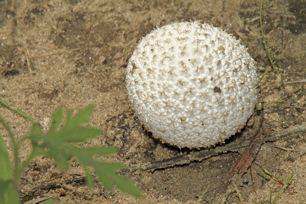 PuffBall MushroomBraidwood Dunes paul dacko Flickr