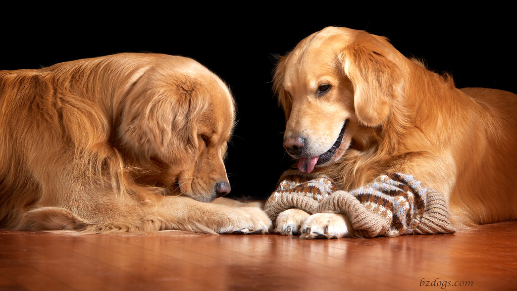 Leg Warmers From Wikipedia "… in the early 1980s leg warm… Flickr