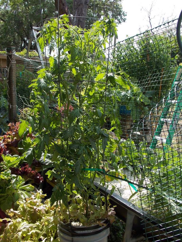 one tomato plant grow in a 5 gallon bucket using the drain… Flickr