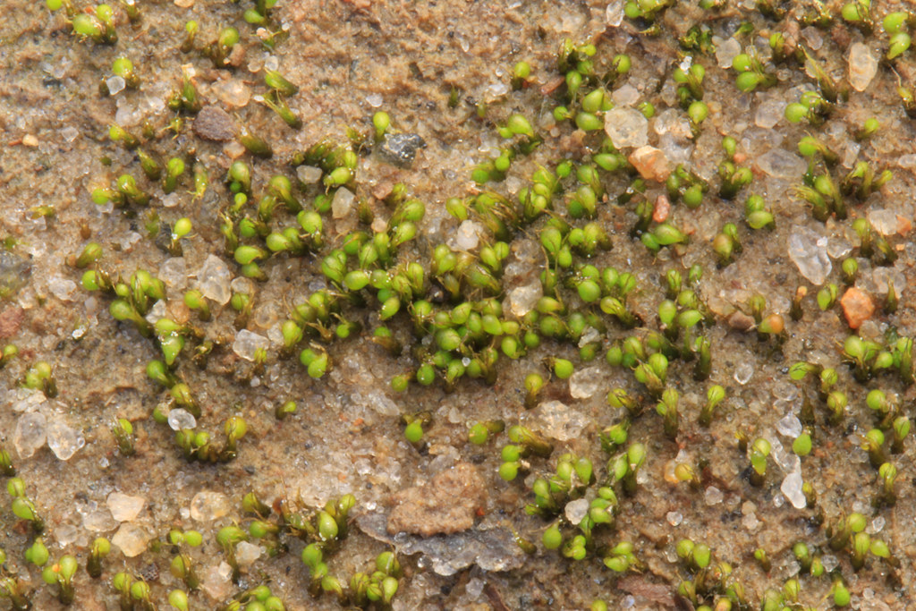 Eccremidium floridanum, Altamaha Formation sandstone outcrop, Flat Tub