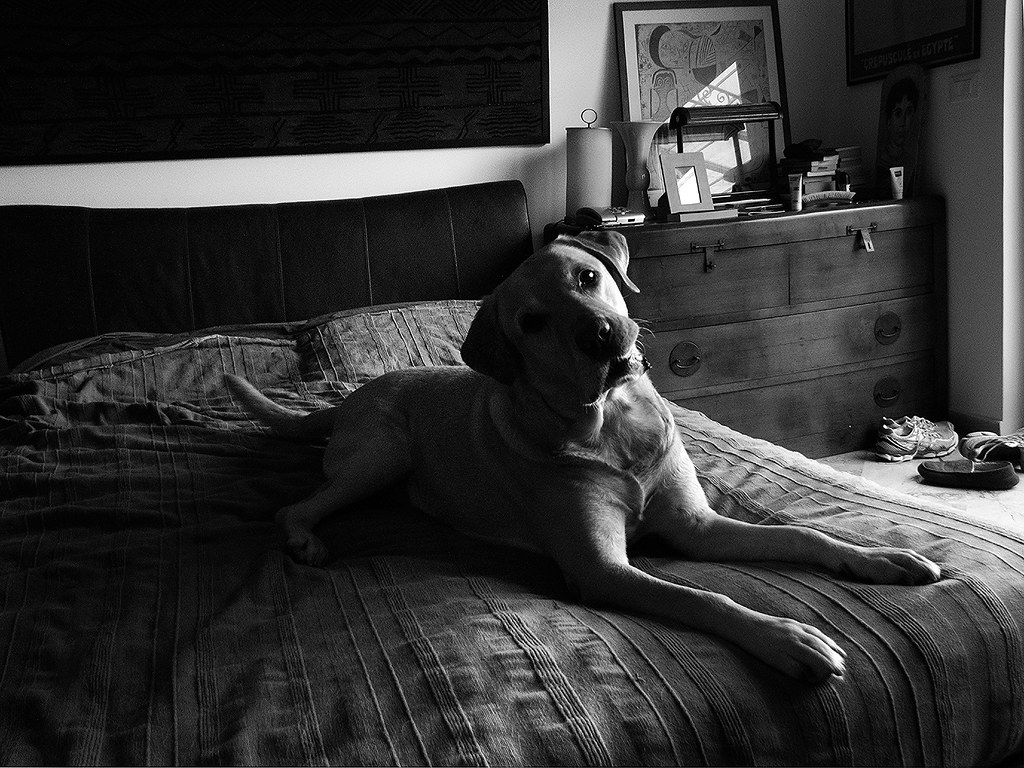 In my bed Back home 1 I'm back home after many long days … Flickr