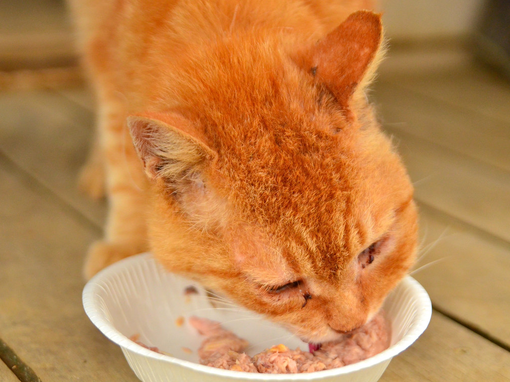 Tabby Goriza to eat cat food / キャットフードを食べる虎猫ゴリーザ Since the… Flickr