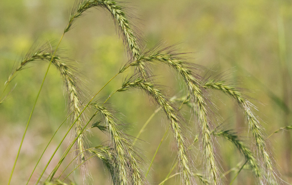 Mouse Barley (Hordeum murinum) Schoeneberg's Marsh, Colu… Flickr
