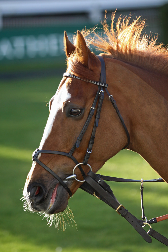 Aazif Kempton Park, 16 February 2014. "Jumpers' Bumper" me… Flickr