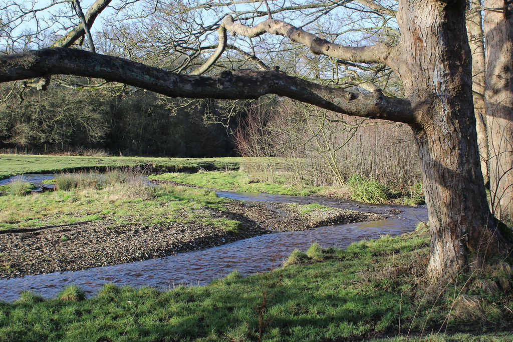 IMG_0305 CoedyGlyn Wood, Wrexham Rebeccawithers Flickr