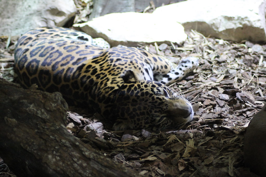 jaguar the dallas wold aquarium misty rivera Flickr