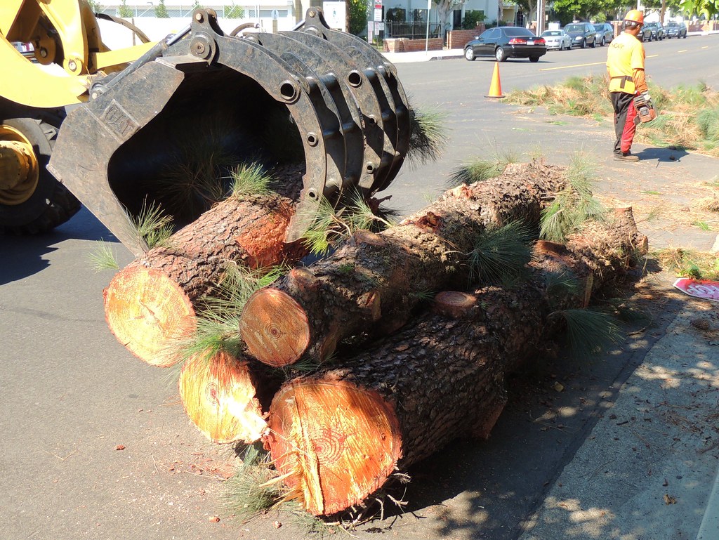 Rossmoor pine tree removal 20130822 046 This 60foot (tw… Flickr