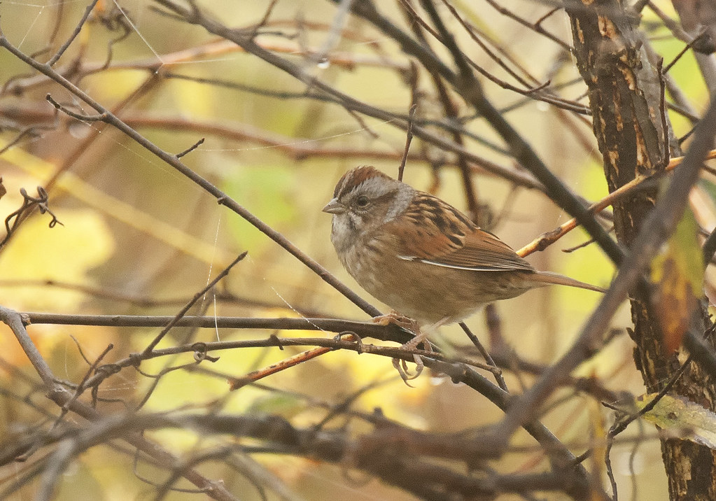 Swamp Sparrow Appropriately in Akeley Swamp, PA. Please co… Flickr