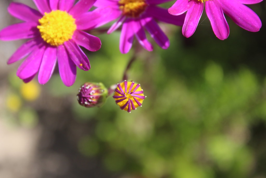 Flowers, Mornington Peninsula Richard and Jo deMeester Flickr
