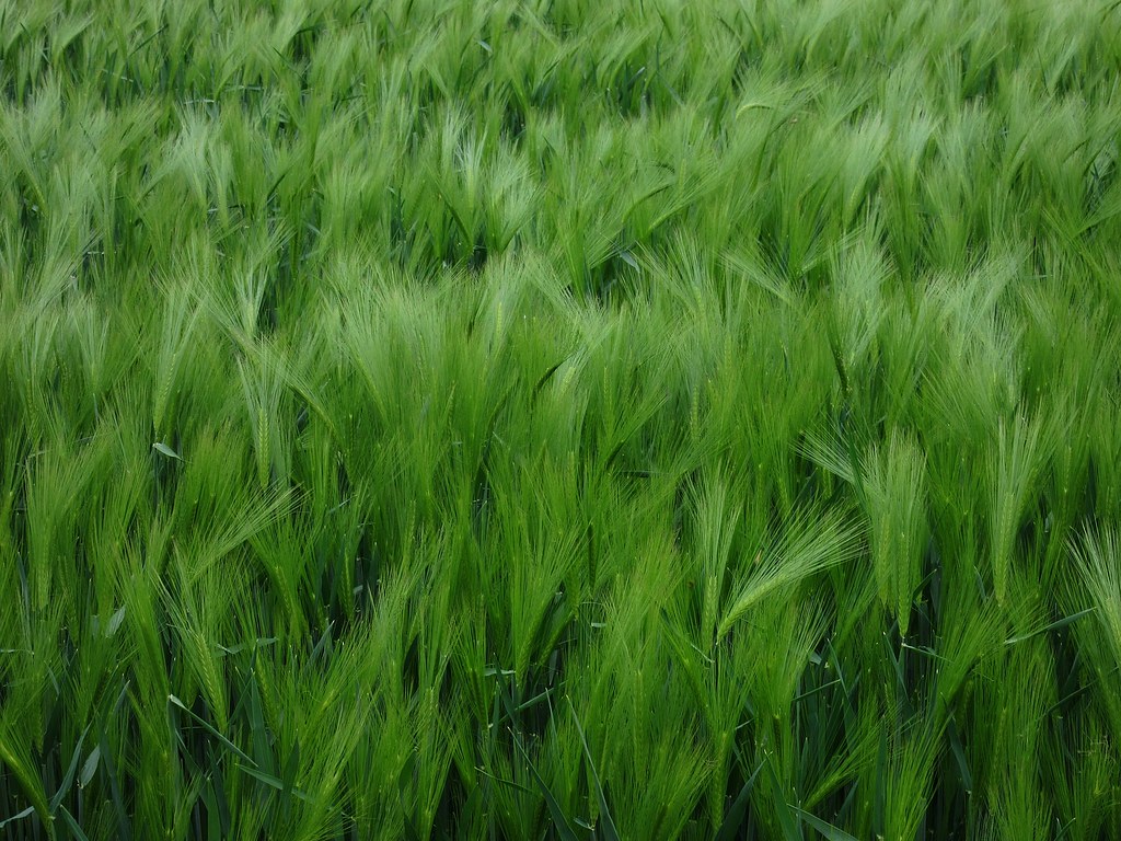 Green Field Dinnington, Newcastle upon Tyne aj.gardner Flickr