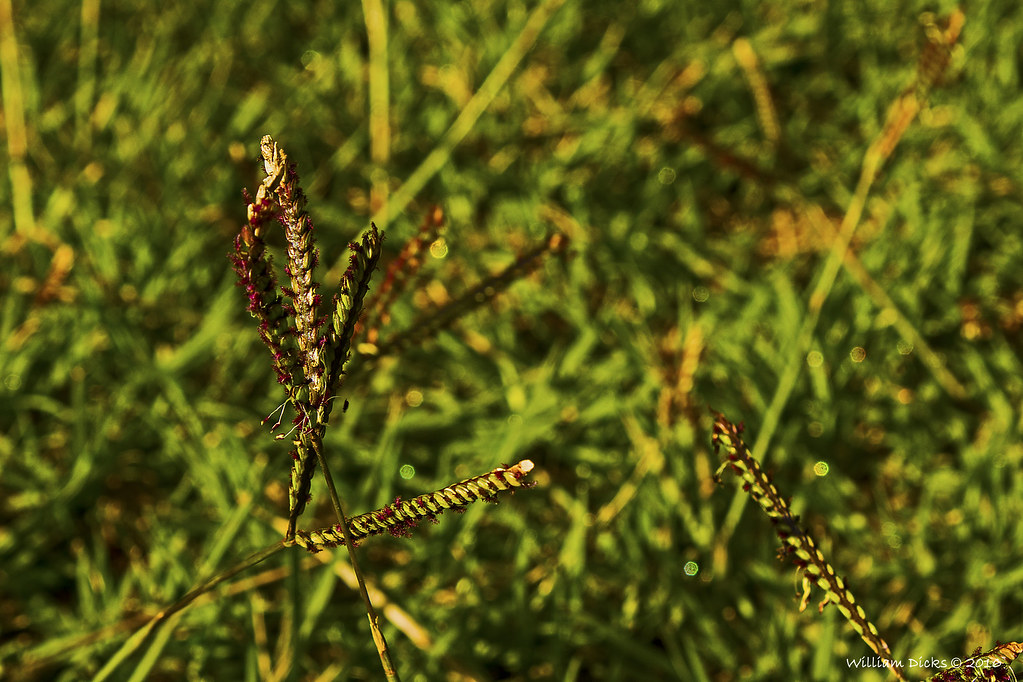 Grass Seed Jan Cilliers Park William Dicks Flickr