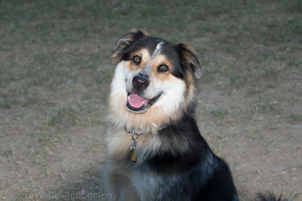 Northgate Dog Park, Durham, NC IMG_8143.jpg Frank White Flickr