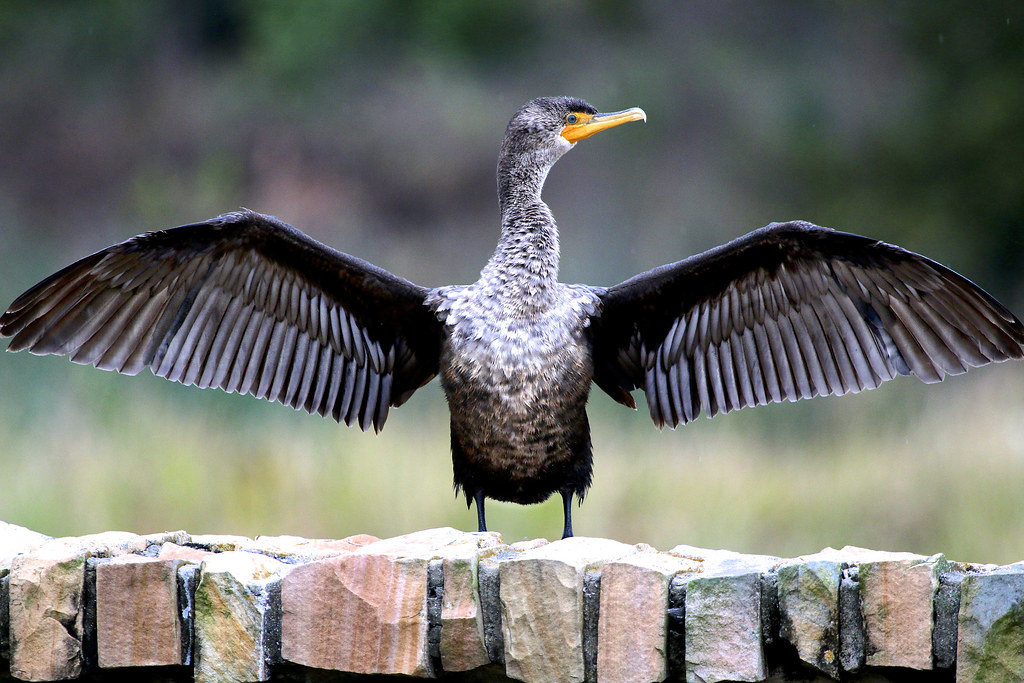 IMG_4187 Cormorant wing spread Sandy Scott Flickr