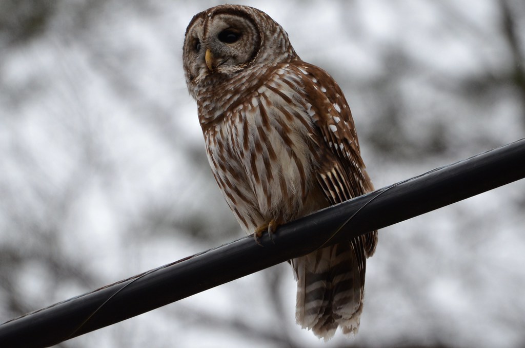 Barred Owl, Virginia Barred Owl, Strix varia Barton 1799. … Flickr
