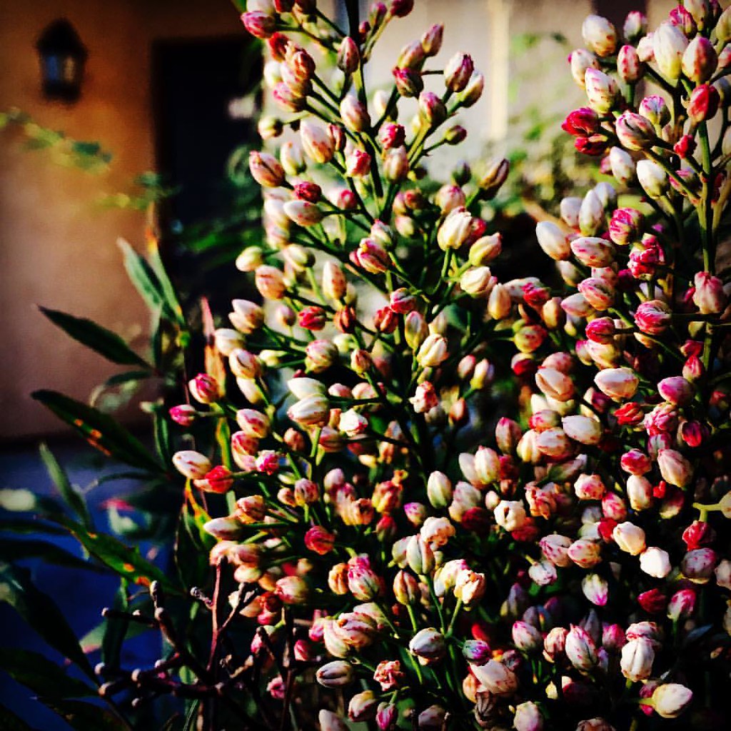 She blossomed like the flowers in spring, Her love for the… Flickr