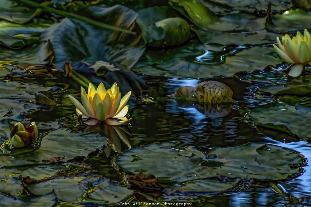 Yellow Water Lilly Adelaide Zoo Adelaide South Australia John