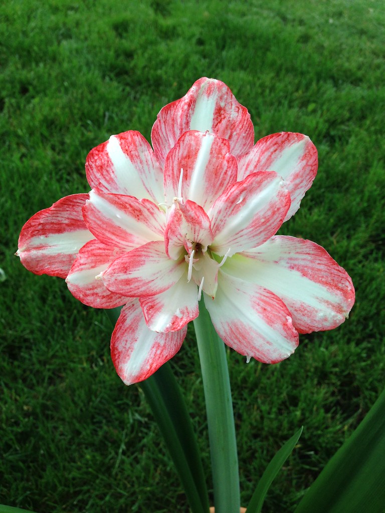 Blossom Peacock amaryllis Sue Flickr